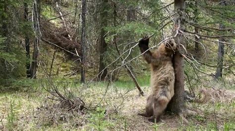 shake that bear|Couple shoots bear, celebrates with sex over bear corpse with ...